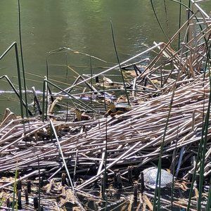 Meet your Posher, Sharlene